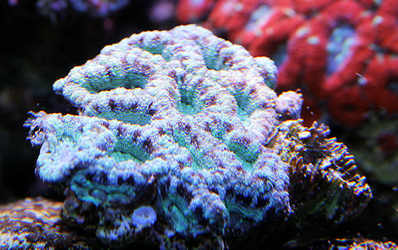 acantastrea sp