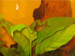 Corydoras