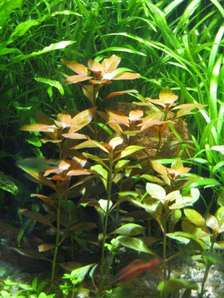 Ludwigia repens