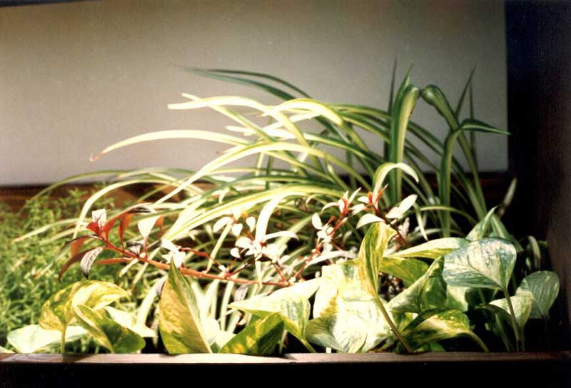 piante in coltura idroponica