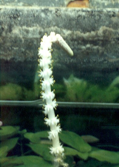 fiore di Aponogeton crispus