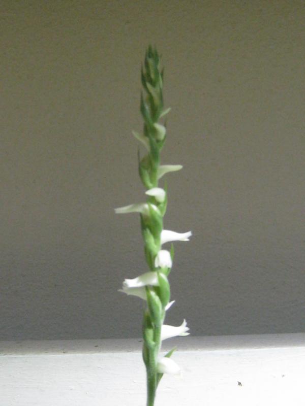 infiorescenza di Spiranthes odorata