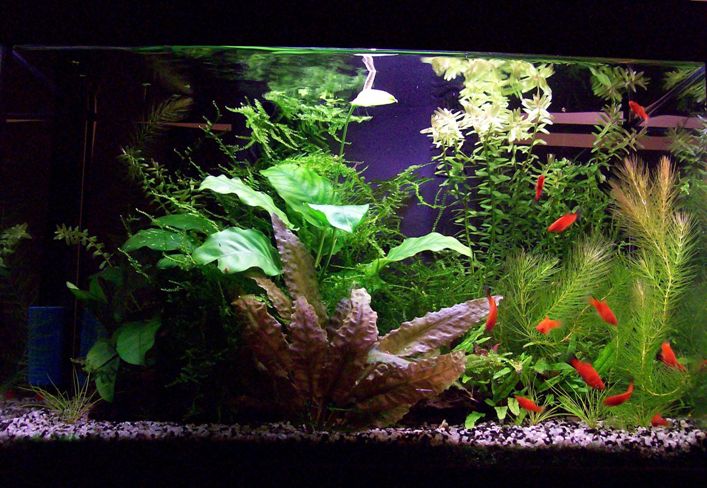 Acquarietto 25 lt con Annubian in Fiore