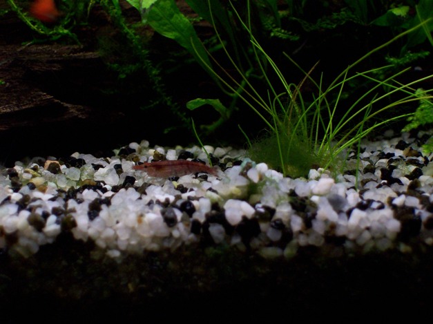 Caridina a spasso