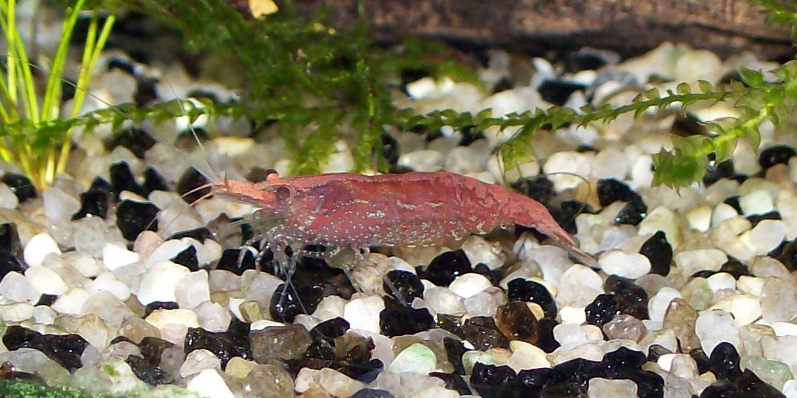 Caridina Red Cherry