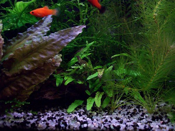 Microsorum