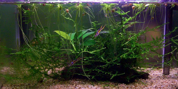 Ancora un'altra vista del piccolo acquarietto.