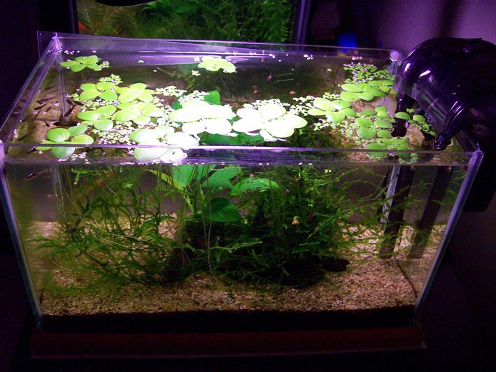 Il nano acquario da 10 lt lordi visto da sopra