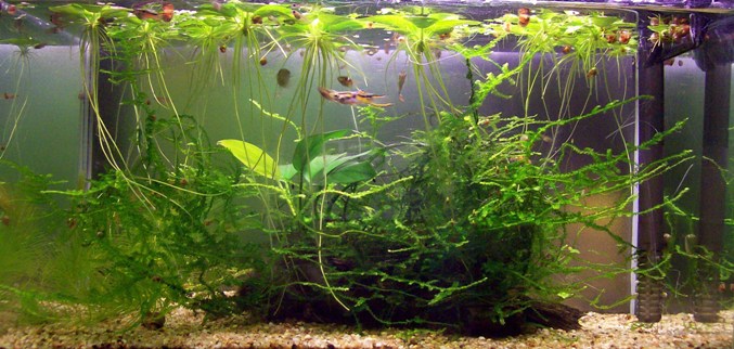Il nano acquario da 10 lt lordi