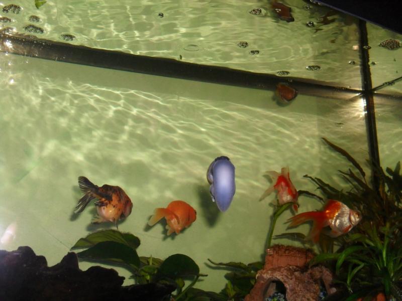 acquario 90 lt.