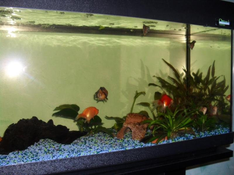 acquqrio90 2