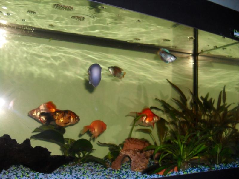 acquario90 3