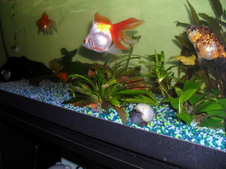 acquario90 4
