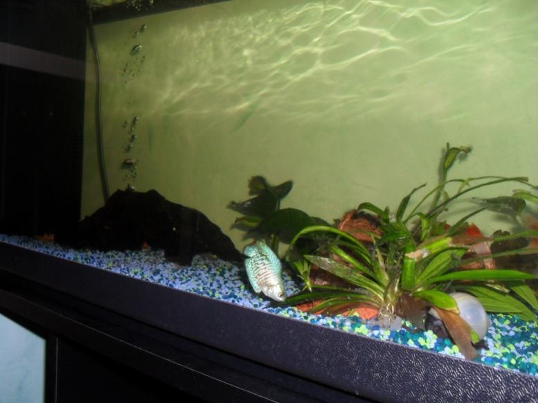 acquario90 5