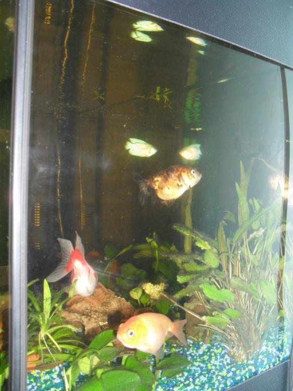 acquario90 6