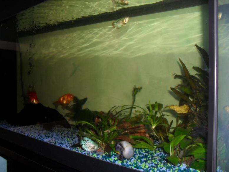 acquario90 8