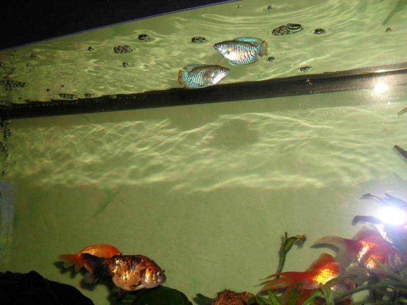 acquario90 9
