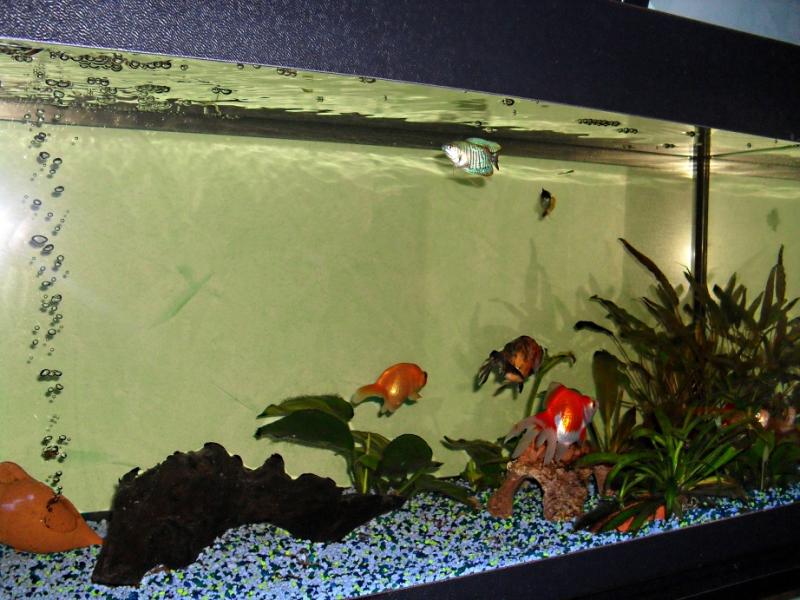 acquario90 10