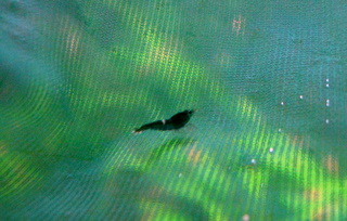 12 06 2010 005