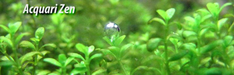 acquarizen pearling
