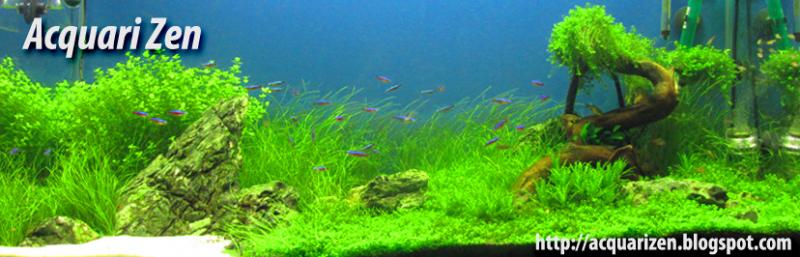 acquarizenurl panoramica
