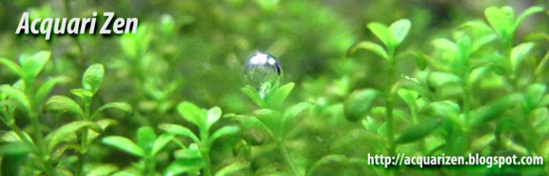 acquarizenurl pearling