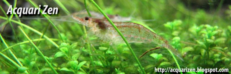 acquarizenurl red cherry maschio