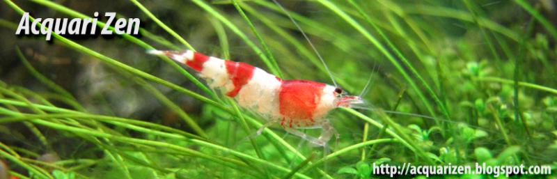 acquarizenurl red crystal ss