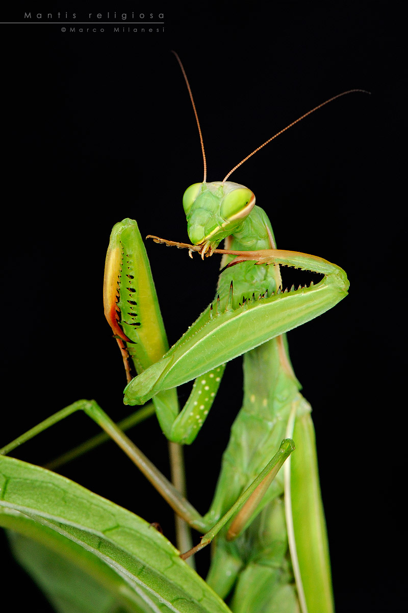 Mantis religiosa