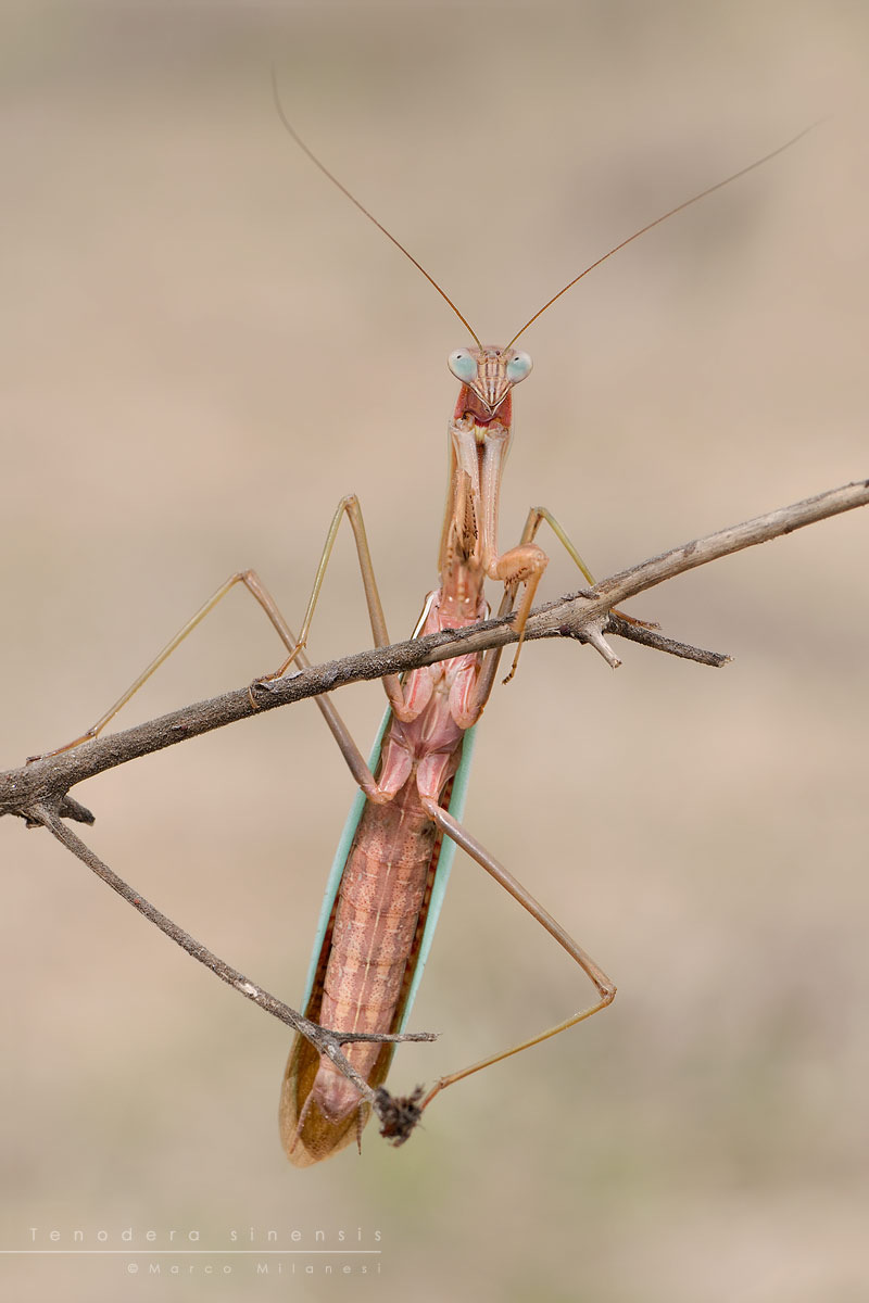 Tenodera sinensis