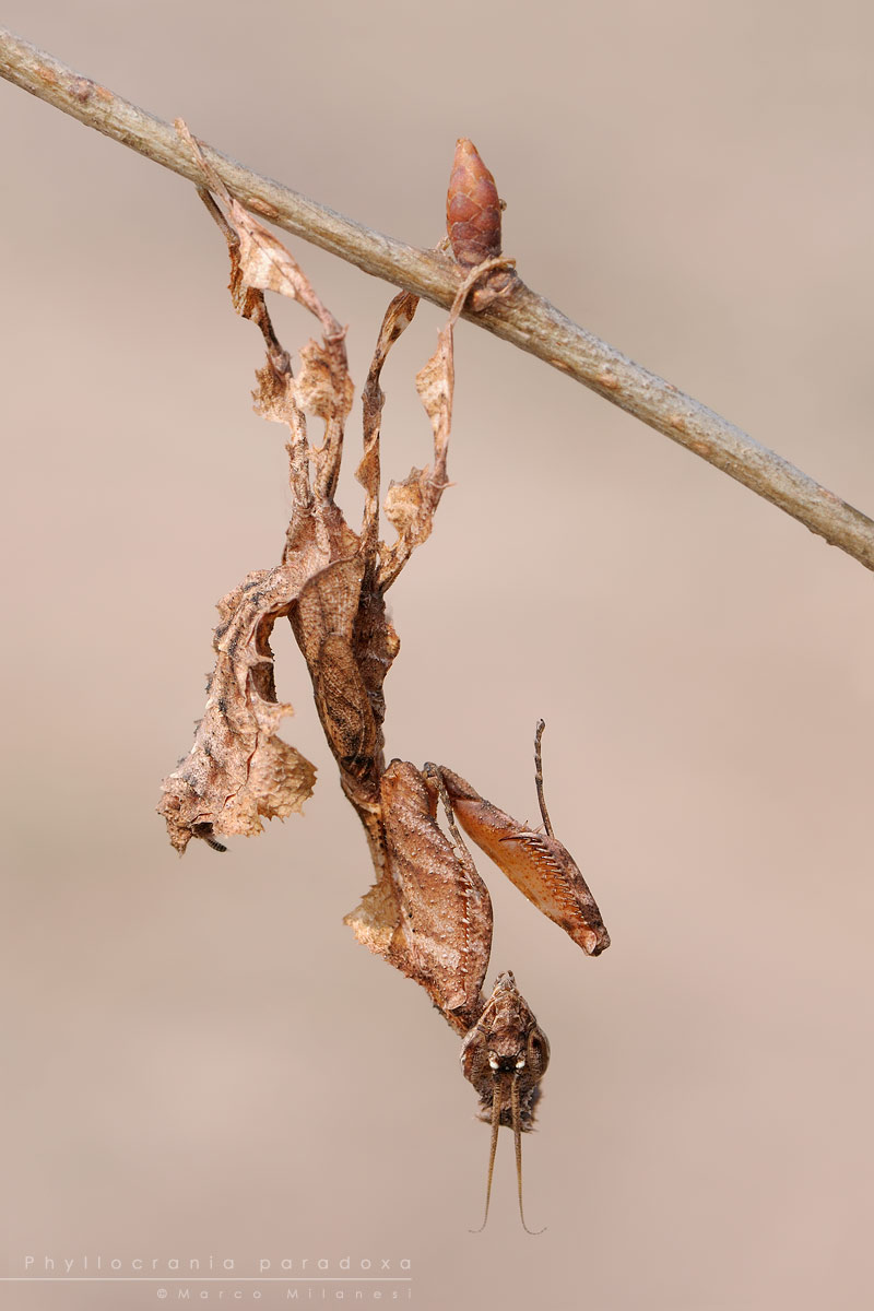 Phyllocrania paradoxa (Ghost Mantis)