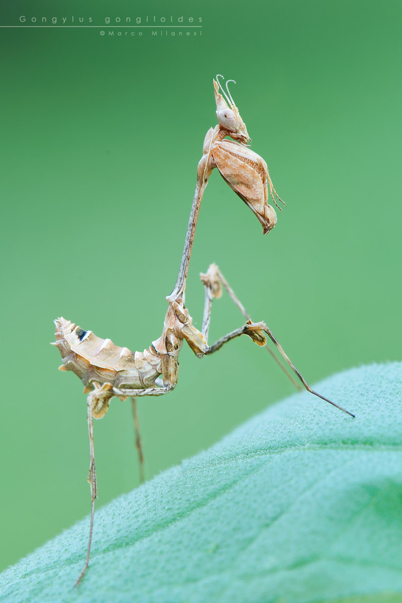 Gongylus gongiloides