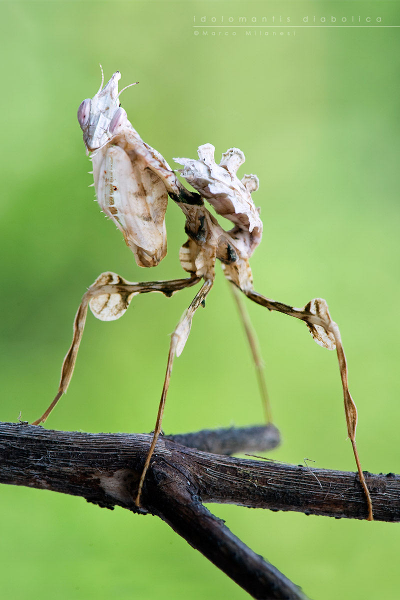 idolomantis diabolica