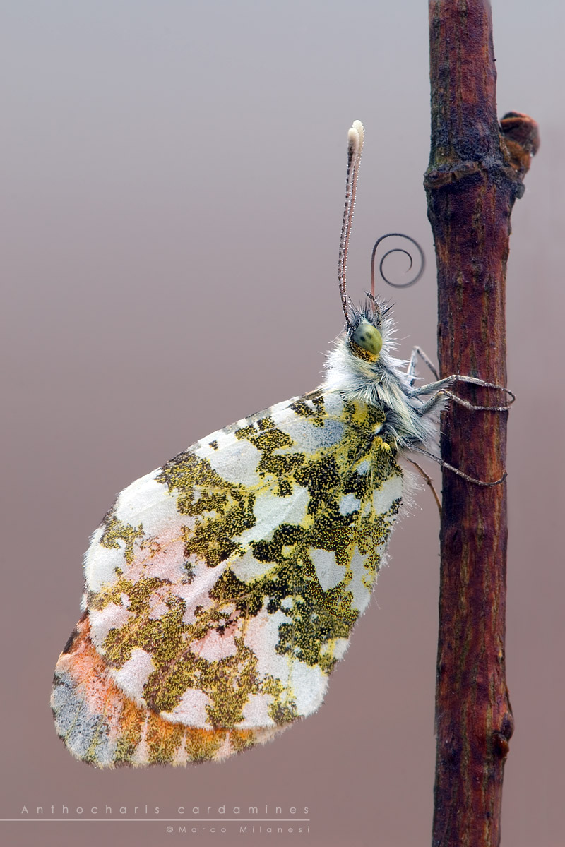 anthocharis cardamines