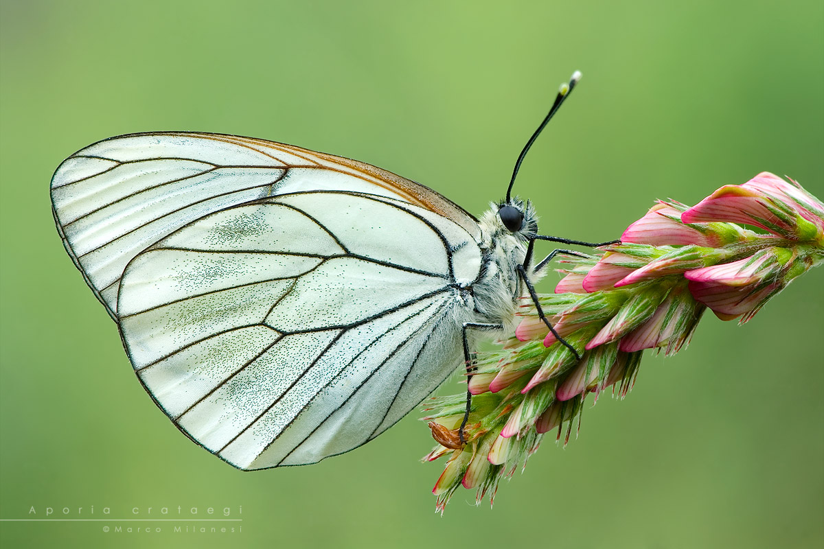 aporia crataegi