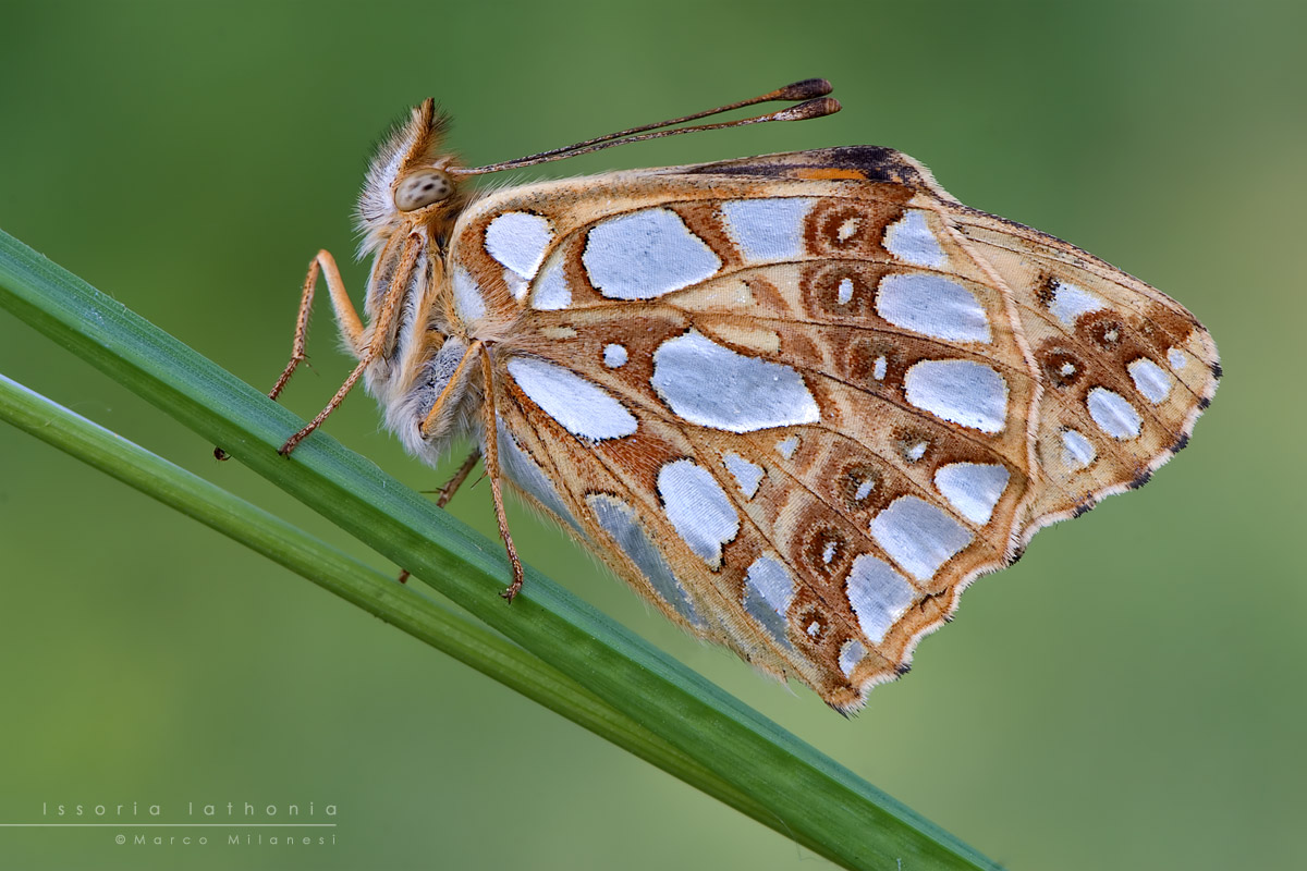 Issoria lathonia