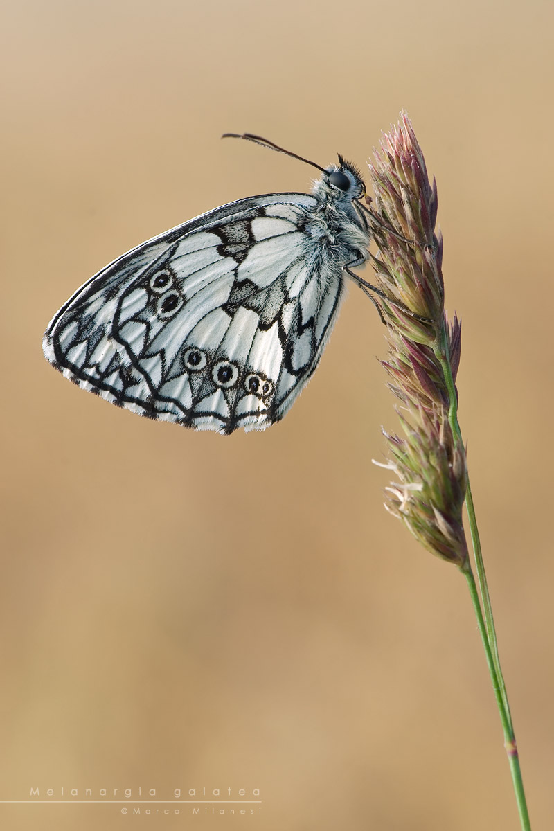 Melanargia galatea