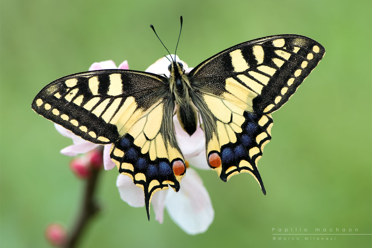 Papilio machaon