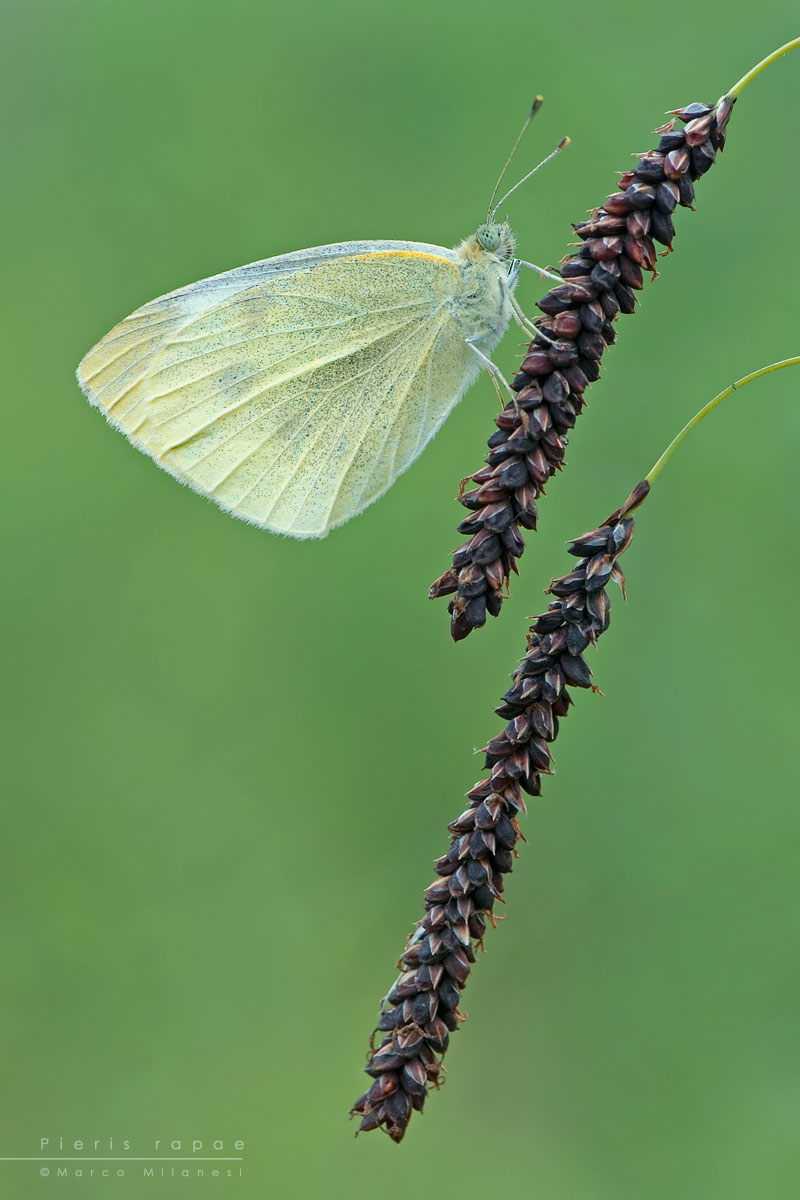 Pieris rapae