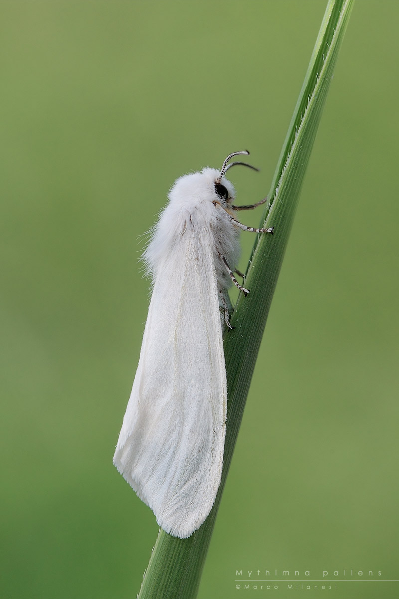 Mythimna pallens