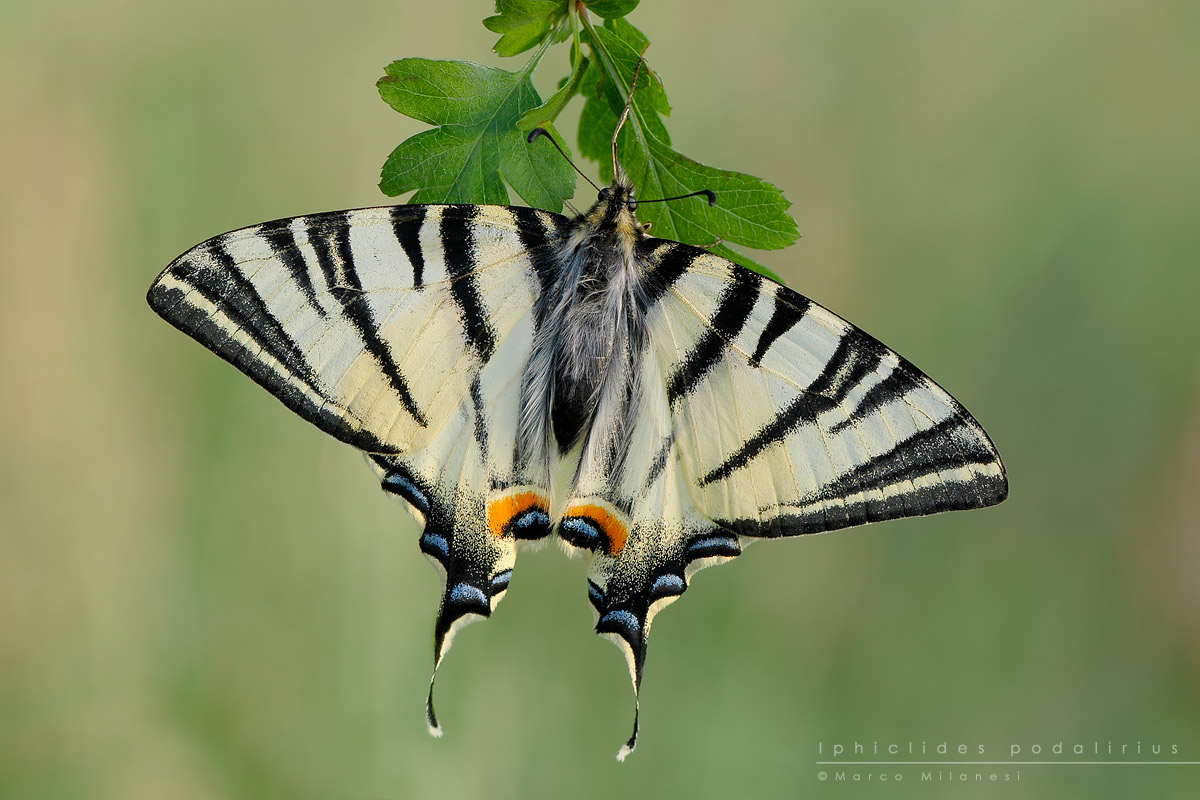 Iphiclides podalirius