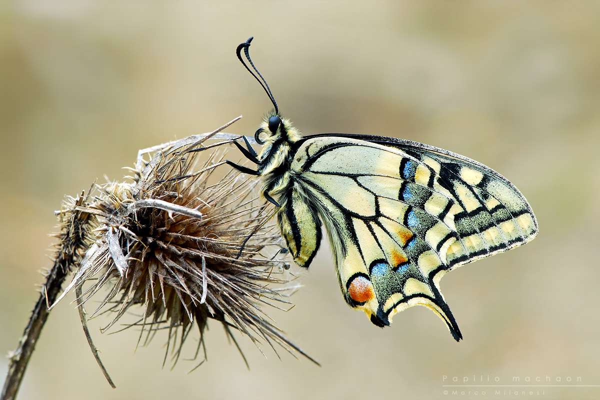 Papilio machaon