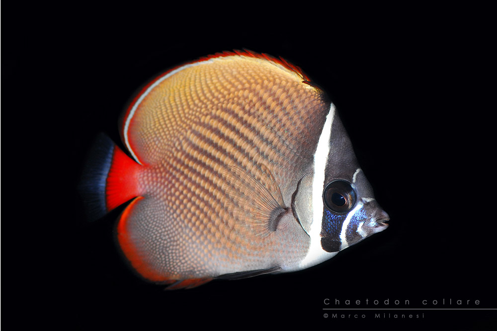 Chaetodon collare