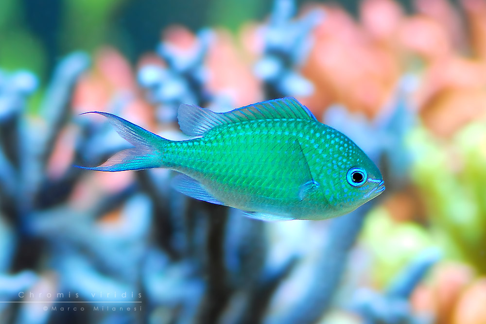 chromis viridis