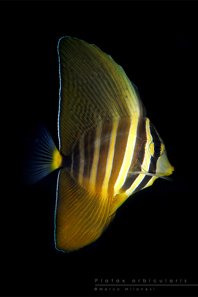 Platax orbicularis