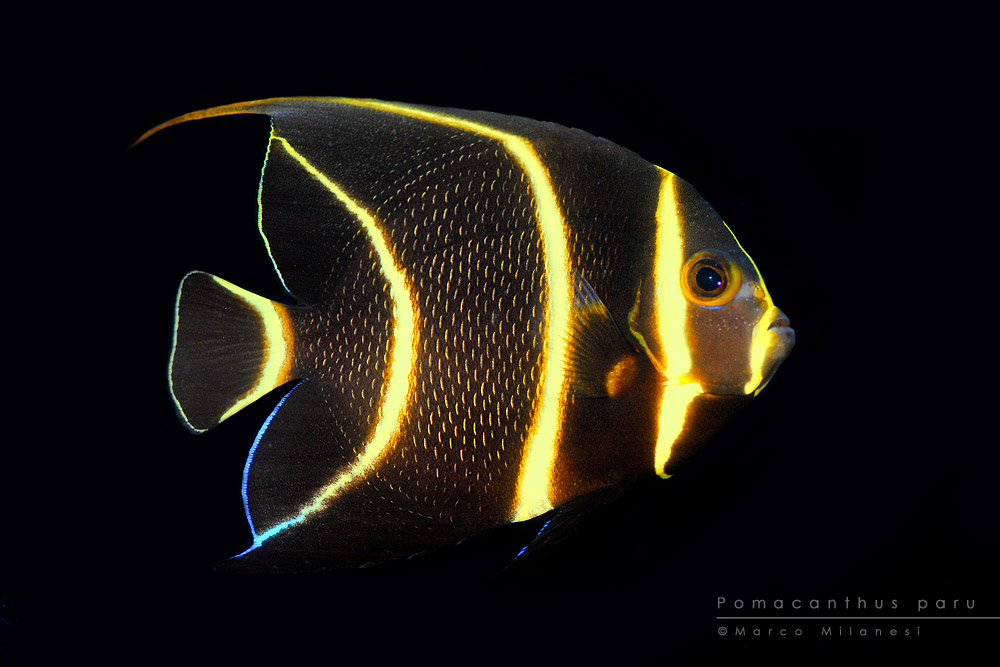 Pomacanthus paru