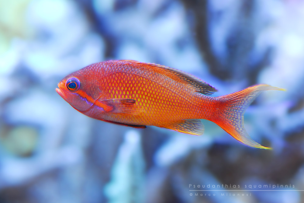 Pseudanthias squamipinnis