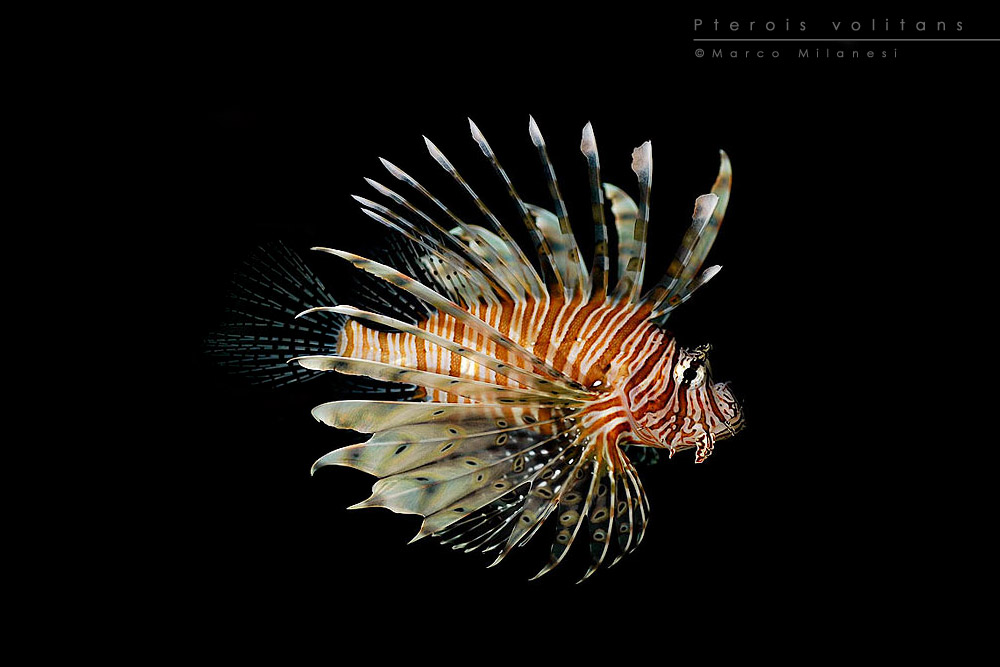 Pterois volitans