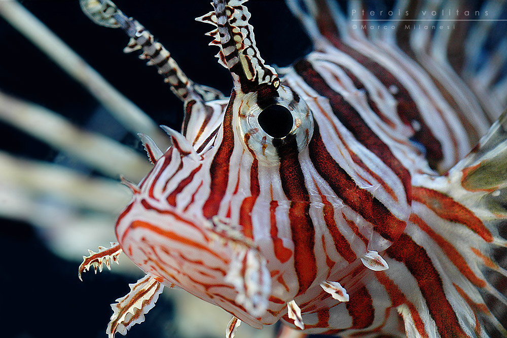 Pterois volitans