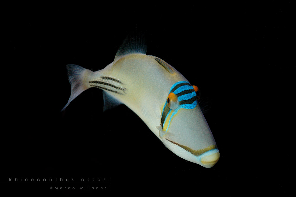 Rhinecanthus assasi